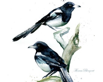 Magpies "2 for joy"