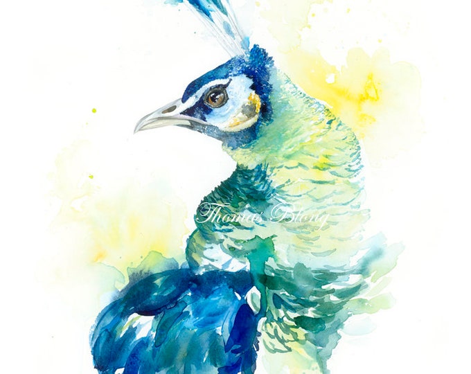 Peacock
