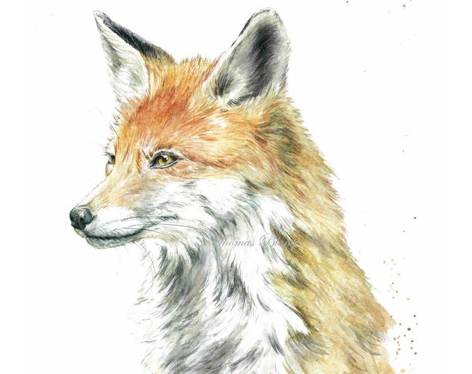 The proud little Fox