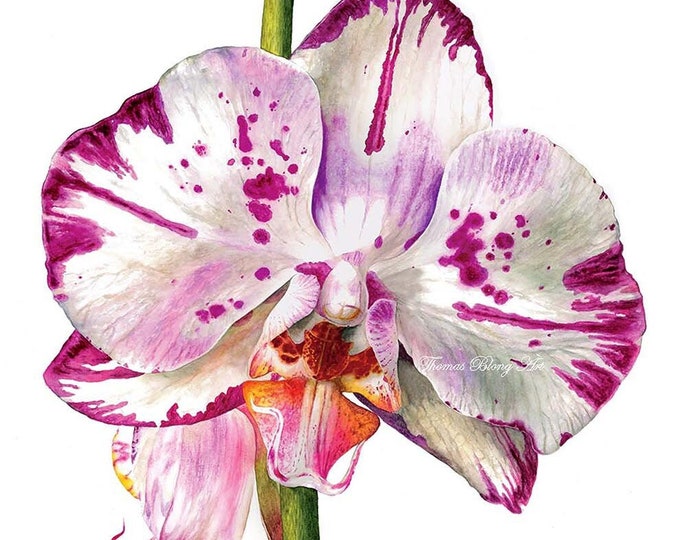 Phalaenopsis