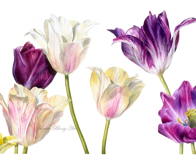 la beauté des tulipes