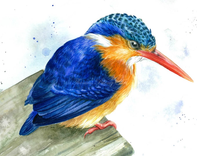 The Royal Kingfisher