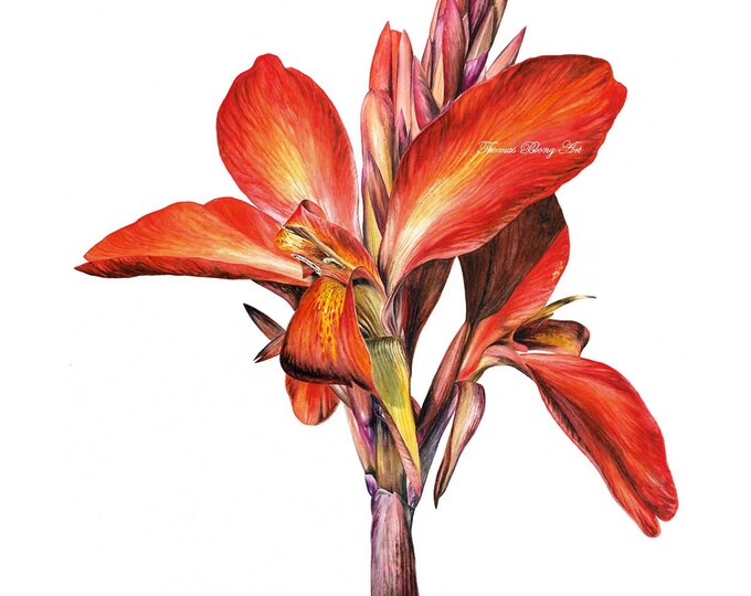 Red Canna lily