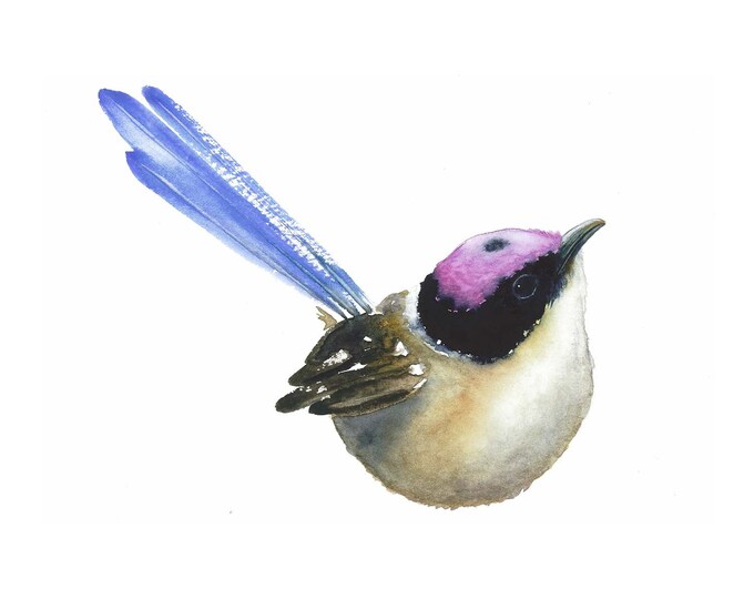 Fairy Wren