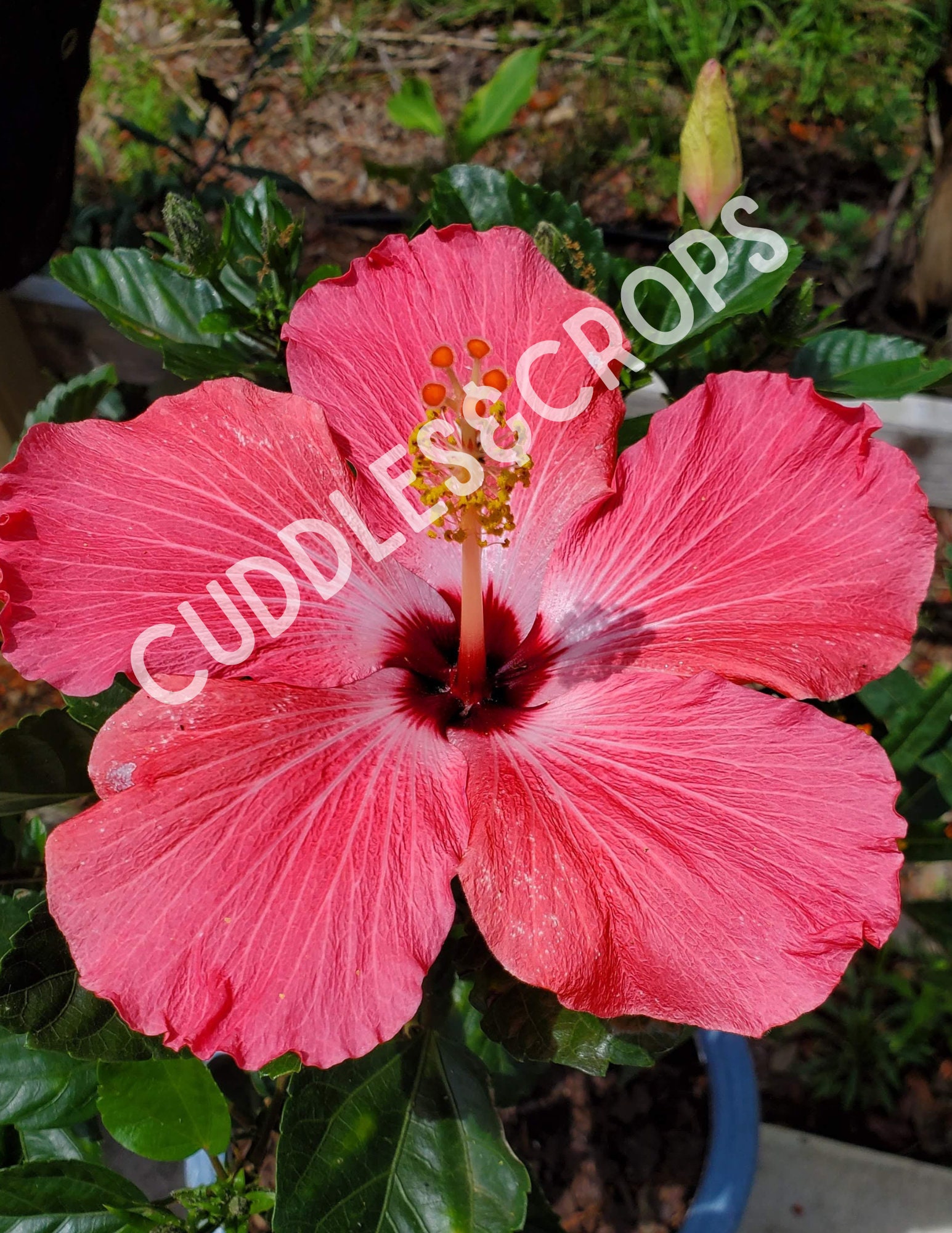 Hibiscus Flower Photography, Digital Images Only - Copyright Free, High ...