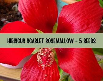 Hibiscus Coccineus - Scarlet Rose Mallow - Texas Star - Swamp Hibiscus Variety - Native Wildflower Seeds - Ready for 2024 Growing Season