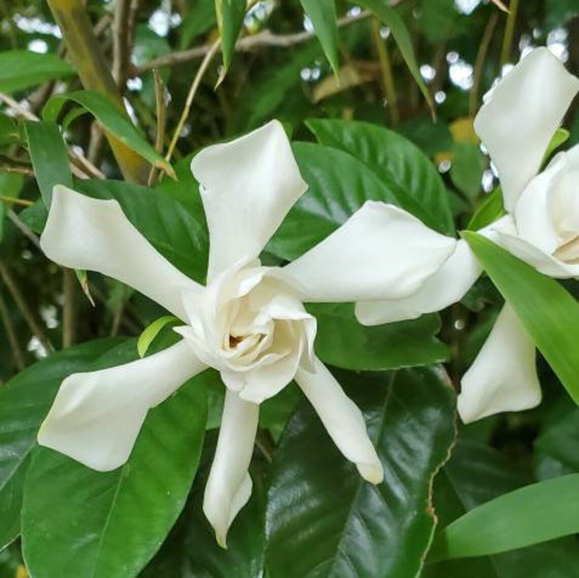 Dried Gardenia Flower Petals in Small Potion Jars with Corked Etsy