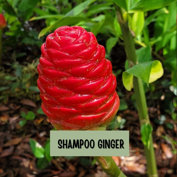 Shampoo Ginger Plant Etsy