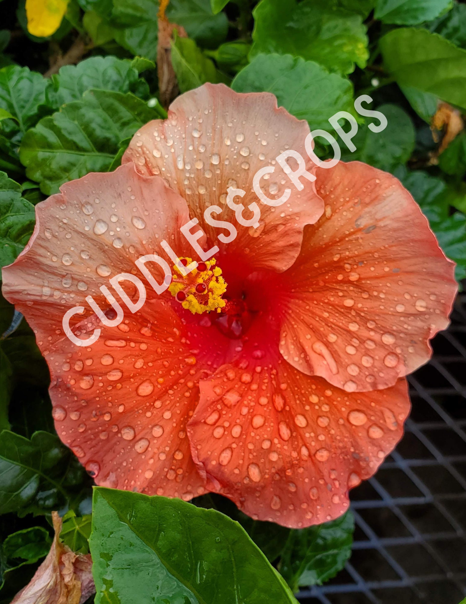 Hibiscus Flower Photography, Digital Images Only - Copyright Free, High ...