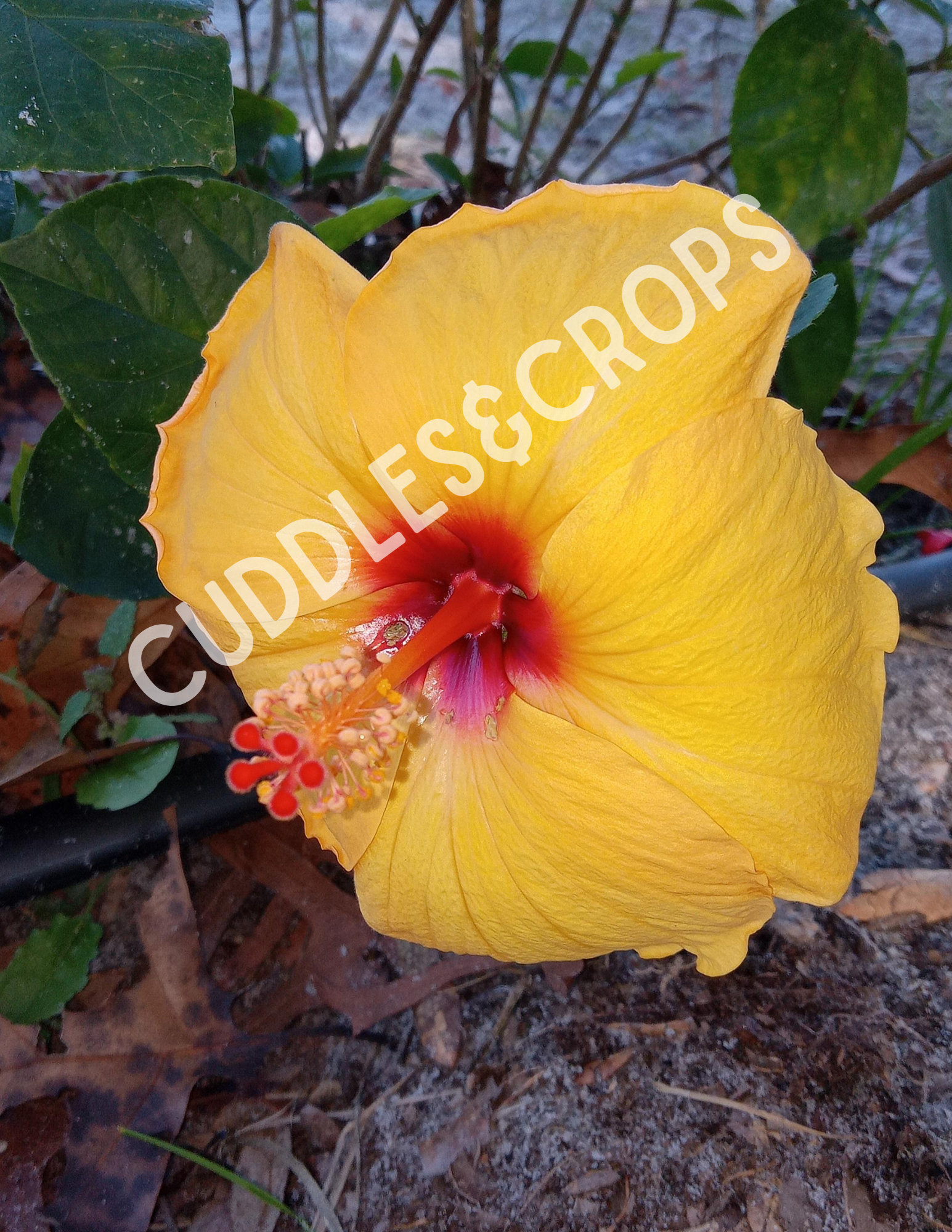 Hibiscus Flower Photography, Digital Images Only - Copyright Free, High ...