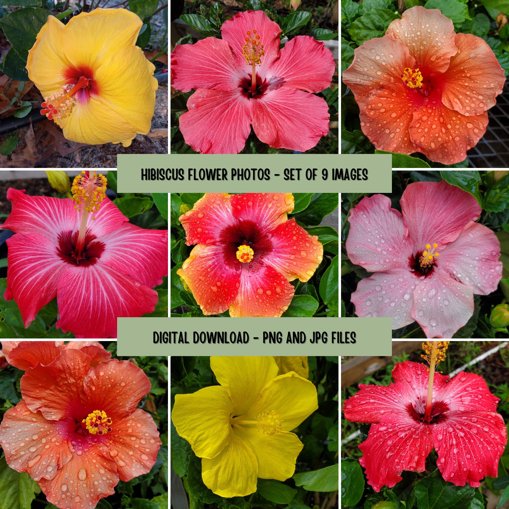 Hibiscus Flower Photography, Digital Images Only - Copyright Free, High ...