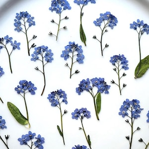 Dried Pressed Forget-Me-Nots, Natural Small blue flowers for resin jewelry, Wildflowers for crafts, supply, Myosotis, 20 pcs
