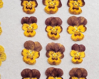 Pressed pansy,Dried Pansy, natural,small flat dry flower, tiger eye viola, yellow brown flowers for crafts, resin, decor, 12/20 pcs