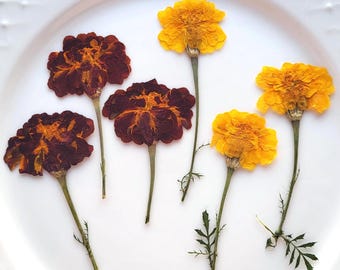 Fleurs pressées de naissance de souci d'octobre, décoration naturelle séchée, artisanat botanique, 6 pièces