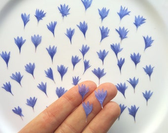 May include: A collection of delicate, dried blue cornflower petals arranged on a white surface. Some petals are held in a hand, showcasing their intricate details and vibrant color. The petals are small and translucent.