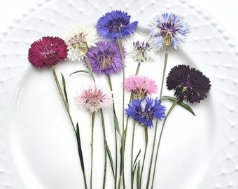 Dried Cornflowers, Natural Pressed Flowers for Botanical Decor, Crafts & Herbarium (10 pcs)