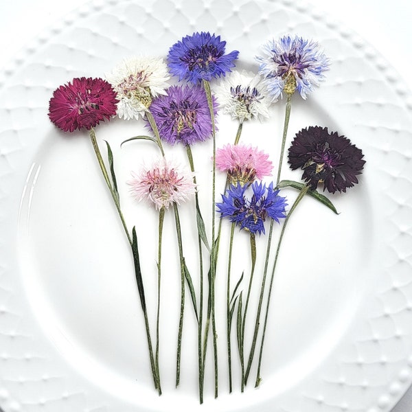 Bleuets pressés, NOUVEAUX ENSEMBLES ! Ensemble de vraies fleurs naturelles séchées pour l'artisanat, différentes variations de couleurs, pour l'art floral, herbier, 10 pcs