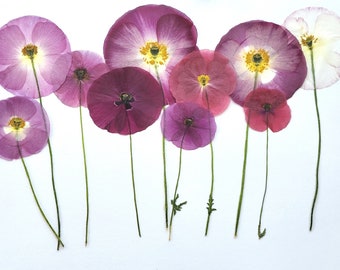 Pressed large/middle size poppy flowers, NEW SETS 2023! Dried flowers, different sets, for floral art, collage, crafts, birth flower August