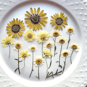 Fiori di margherita pressati con gambo, fiori naturali, secchi, per artigianato, resina, progetti floreali, 17 pz.