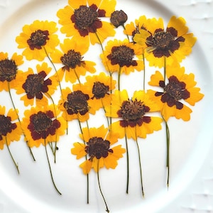 Fiori pressati, Tickseed naturale giallo secco con gambo, Coreopsis piccola, per arte floreale, cornice per erbario, artigianato, decorazione, 10 pezzi