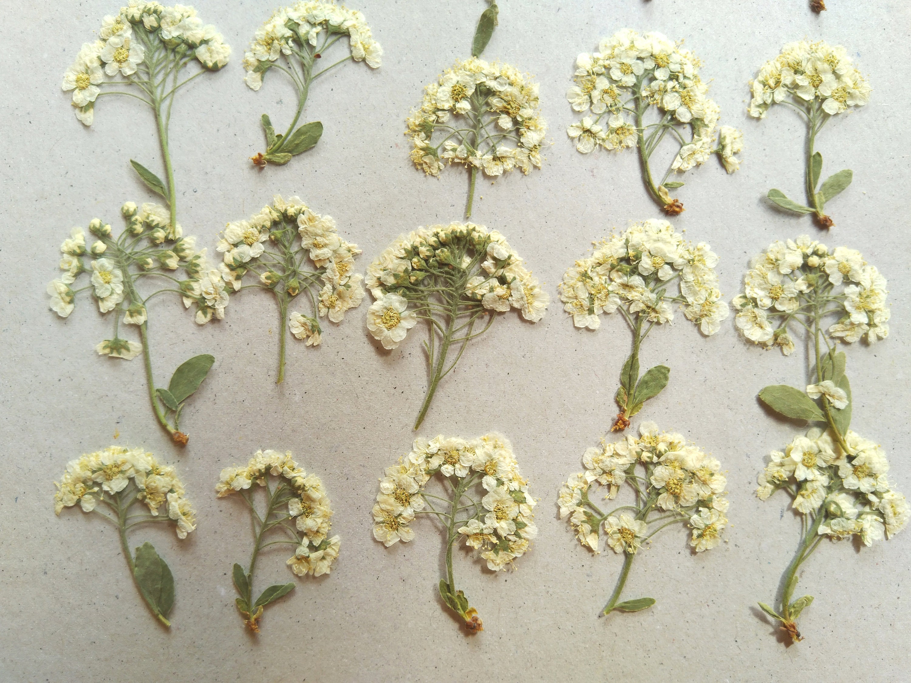 Dried pressed flowers real white pressed flowers with stem Etsy