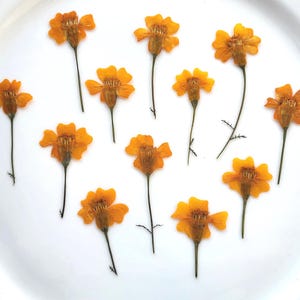 May include: An overhead shot of a white plate with eleven dried orange marigold flowers. The flowers are arranged in a scattered pattern, each with a dark green stem and a bright orange, multi-petaled bloom. The plate provides a clean, neutral backdrop.