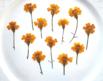 Pressed tiny Marigold, dried natural flowers, orange  October birth flower, natural craft material, 12 pcs