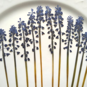 May include: A collection of dried blue and yellow grape hyacinth flowers arranged in a fan shape on a white background.