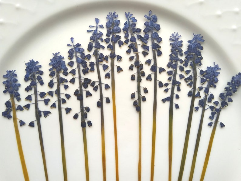 May include: A collection of dried blue and yellow grape hyacinth flowers arranged in a fan shape on a white background.