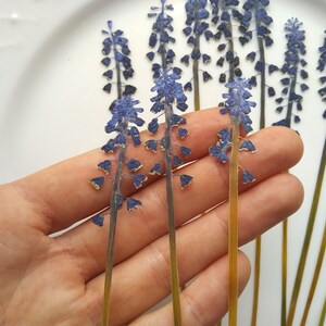 May include: A bunch of dried blue and purple grape hyacinth flowers with yellow pollen on the stems. The flowers are arranged on a white surface.