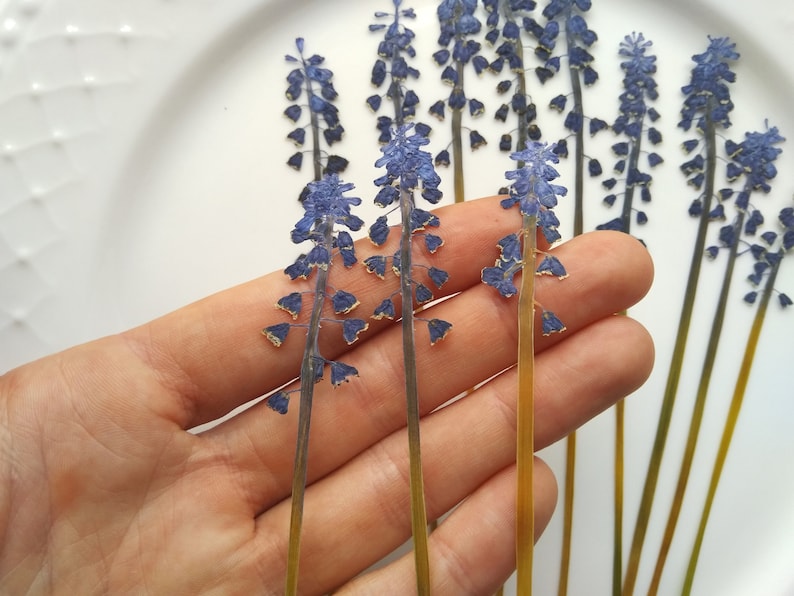 May include: A bunch of dried blue and purple grape hyacinth flowers with yellow pollen on the stems. The flowers are arranged on a white surface.