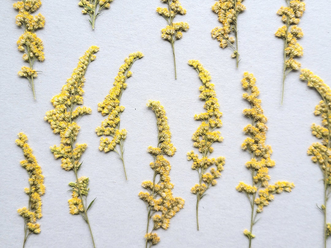 Pressed Flowers Goldenrod, Natural Yellow Wildflowers With Stem and ...