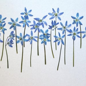 Flor prensada, flores secas reales, flores azules con tallo, flores de primavera para manualidades, escila siberiana, velas, invitación, joyería, 15 piezas