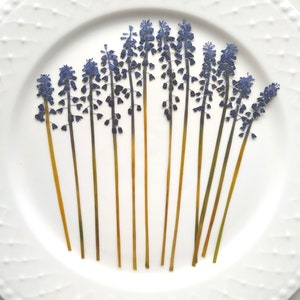 May include: A white plate with a decorative border features a collection of dried blue grape hyacinth flowers arranged in a fan shape.