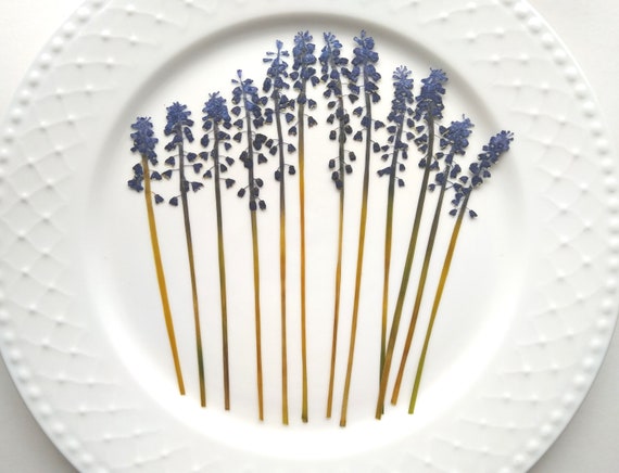 Pressed Blue Grape Hyacinth Flowers, Dried Floral Art, Herbarium Supplies, 12 pcs