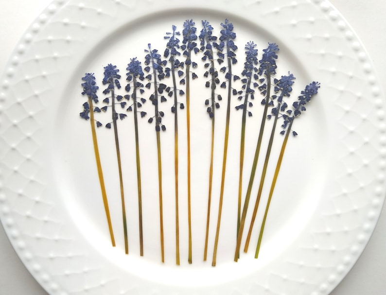 May include: A white plate with a decorative border features a collection of dried blue grape hyacinth flowers arranged in a fan shape.