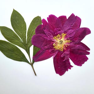 Könnte beinhalten: Eine gepresste Pfingstrose mit tief magentafarbenen Blütenblättern und einer leuchtend gelben Mitte, begleitet von einem einzelnen grünen Blatt mit fünf ausgeprägten Lappen. Das botanische Exemplar ist flach und zeigt eine getrocknete Textur.