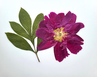 1 pcs Dried Pressed Peony flower set with leaf, floral art supply, decor