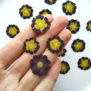Pressed Primrose Flowers, Natural, dried Flowers, Spring Flowers, nature material for crafts, resin, floral art, 20 pcs