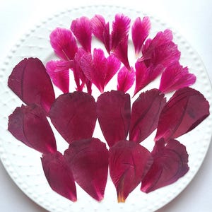 Petali di fiori di peonia pressati, petali di peonia essiccati piatti, grandi petali di fiori per collage artistici, decorazioni murali, per progetti in resina epossidica