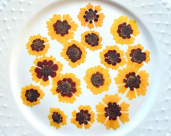 May include: A collection of dried yellow and brown flowers arranged on a white plate. The flowers have yellow petals and dark brown centers. The plate has a textured, ridged surface.