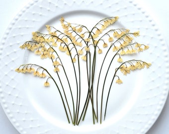 Pressed Lily of the Valley, Dried Flowers for Floral Art, Herbarium, 12 pcs