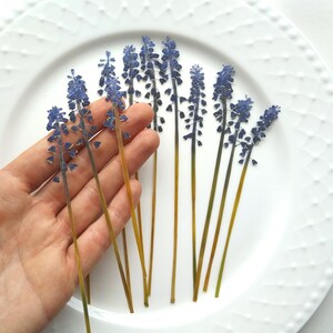 May include: A close-up of a hand holding a bouquet of dried blue grape hyacinth flowers. The flowers are arranged in a fan shape and have long, thin stems.