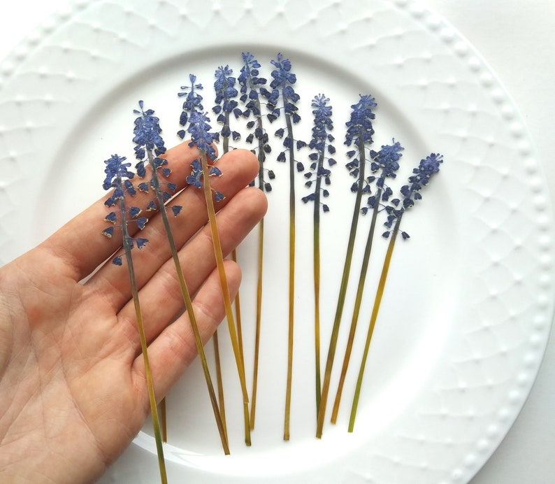 May include: A close-up of a hand holding a bouquet of dried blue grape hyacinth flowers. The flowers are arranged in a fan shape and have long, thin stems.