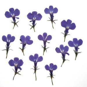 Geperste gedroogde bloemen, echte blauwe Lobelia voor ambachten, botanische sieraden van hars, bloemsierkunst, herbarium, kaarsen maken, 12 stuks