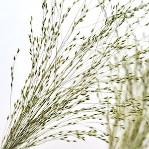 May include: Close-up of delicate, dried ornamental grass with thin, light green stems and small, seed-like clusters. The grass is set against a clean white background, creating a minimalist and natural aesthetic. Ideal for home decor or crafting.