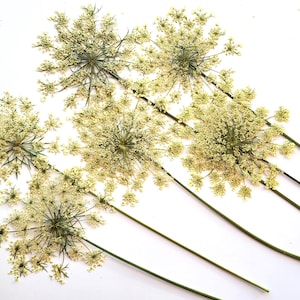 Hastes longas de cenoura selvagem seca (Daucus carota), flores prensadas, espécime natural para decoração de molduras, 6 peças
