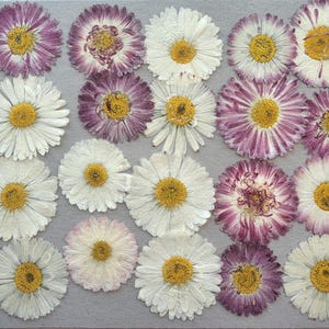 May include: A collection of pressed flowers, primarily daisies, arranged on a gray surface. The flowers feature white petals with yellow centers, and some have purple-tipped petals. The arrangement is symmetrical and detailed.