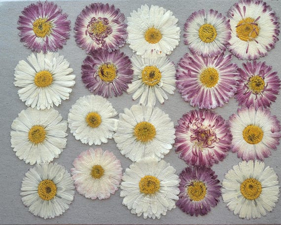 Dried Pressed  Daisy flowers, White and Pink Floral Botanical Set, Real Daisies for crafting, Floral Framing art, 20 pcs