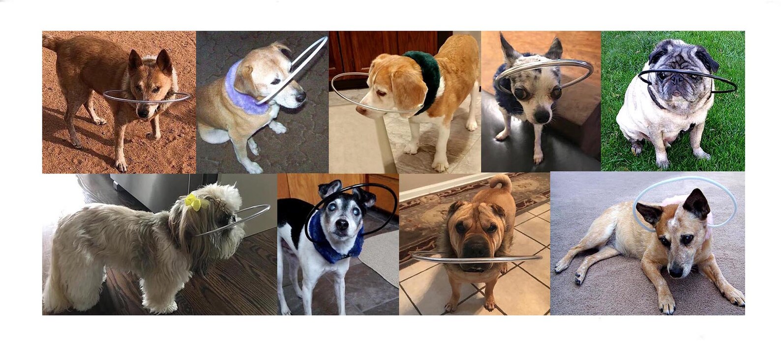 Blind Dog Bumper Collar 11 3/4 Neck Magenta Minky Fur Etsy